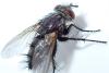 Voria ruralis